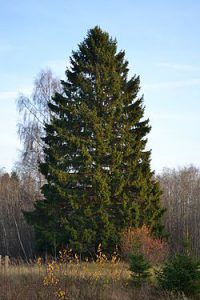 250px-Kuusk_Keila-Paldiski_rdt_ääres